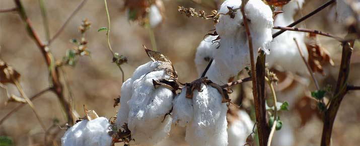 La cotización del algodón y su análisis antes de invertir