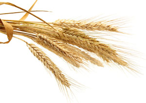 How to invest in wheat?