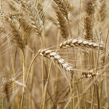 Investing in wheat (CFD)